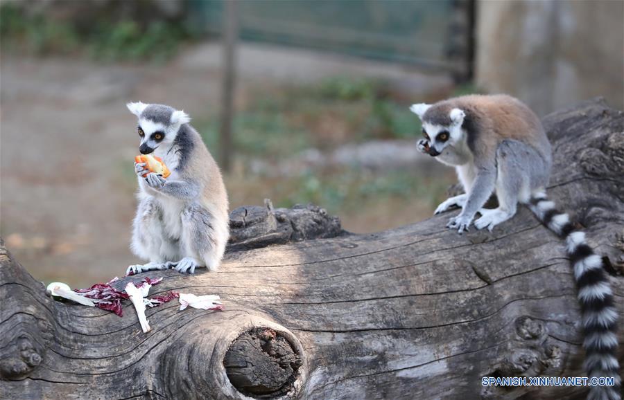 ITALIA-ROMA-ZOOLOGICO-ANIMALAS-CALOR