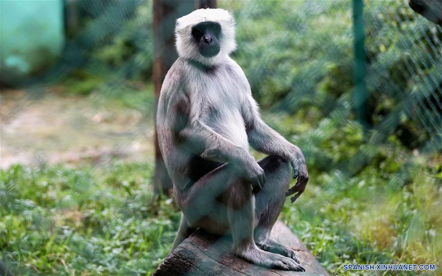NEPAL-LALITPUR-ZOOLOGICO CENTRAL 