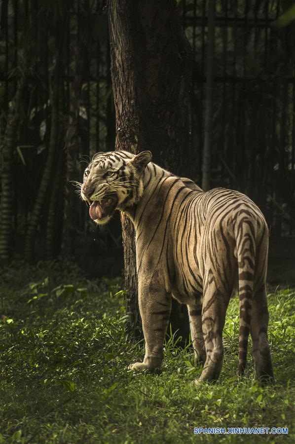 INDIA-CALCUTA-TIGRES-POBLACION