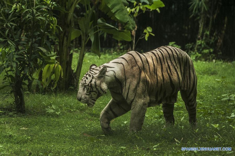 INDIA-CALCUTA-TIGRES-POBLACION