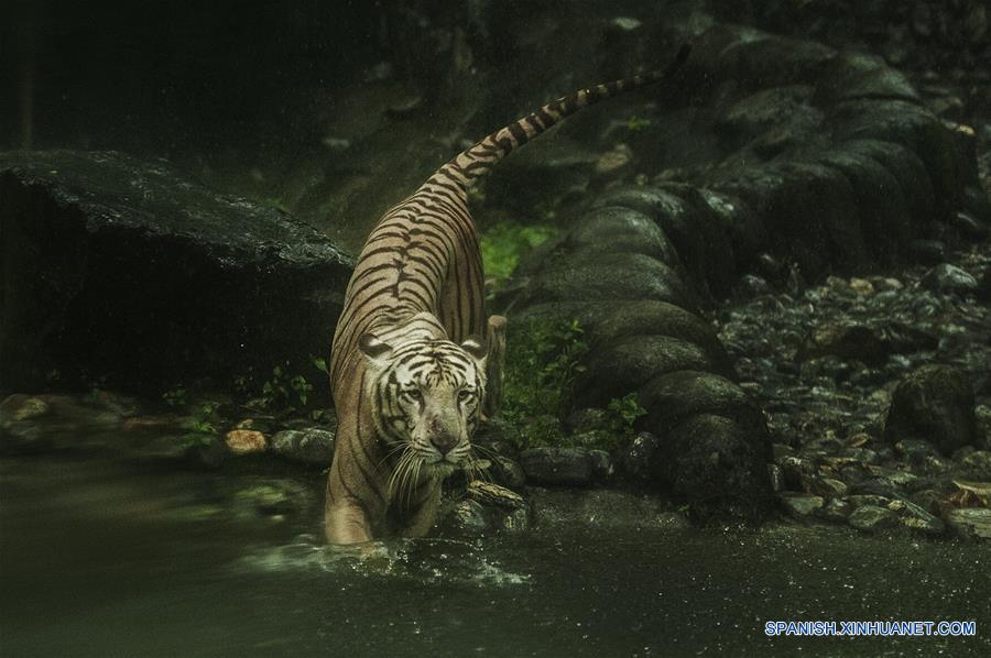 INDIA-CALCUTA-TIGRES-POBLACION