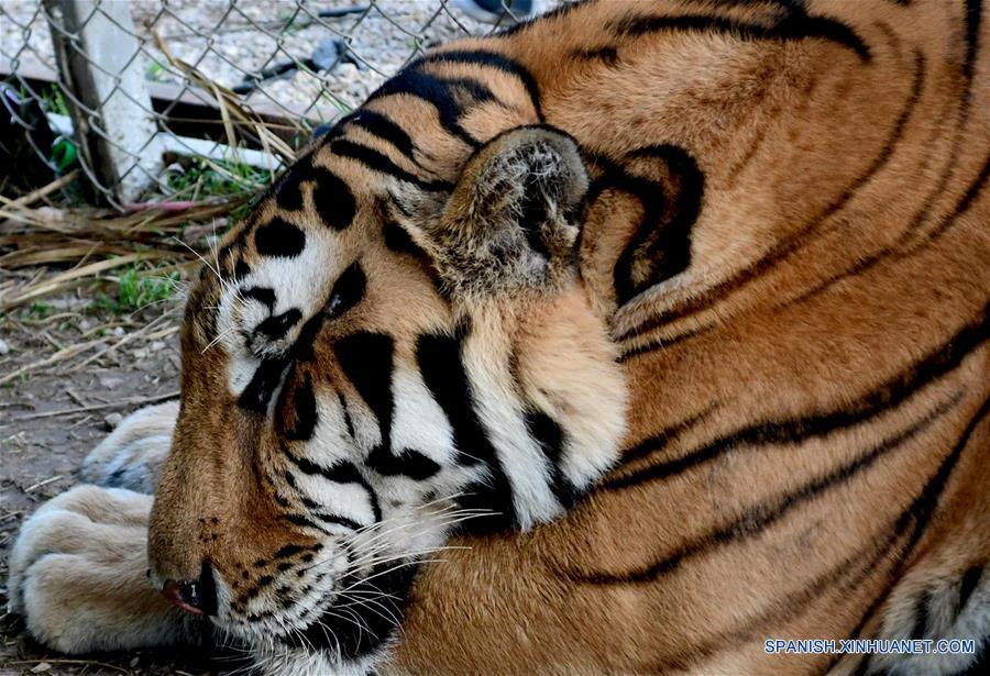 SIRIA-DAMASCO-TIGRES Y LEONES