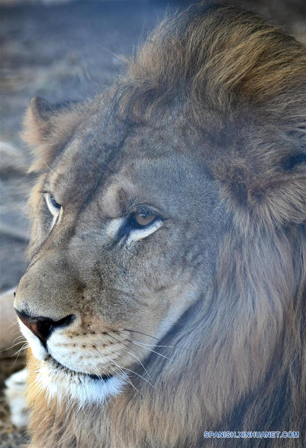 SIRIA-DAMASCO-TIGRES Y LEONES