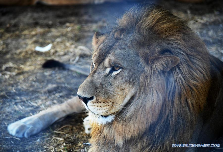 SIRIA-DAMASCO-TIGRES Y LEONES