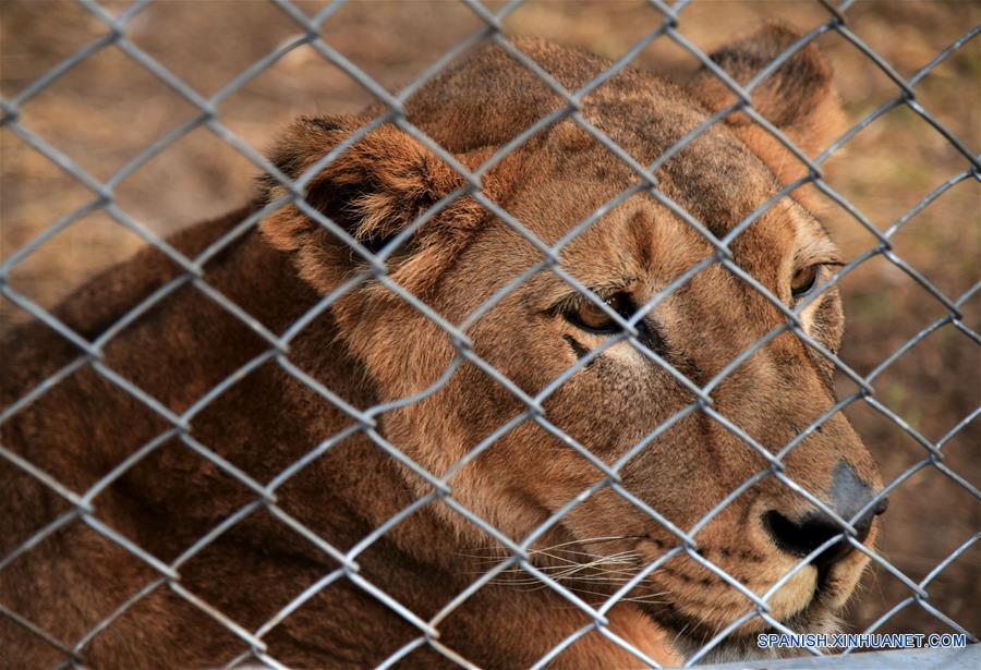 SIRIA-DAMASCO-TIGRES Y LEONES