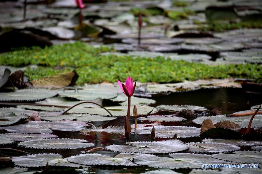 MYANMAR-YANGON-FLOR DE LOTO