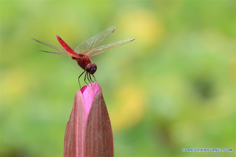 MYANMAR-YANGON-FLOR DE LOTO