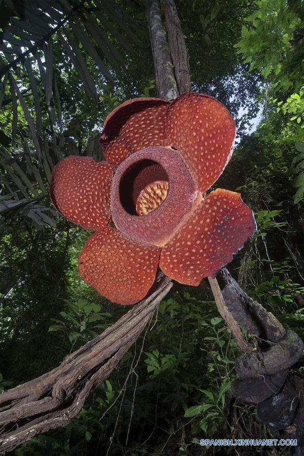 INDONESIA-SUMATRA OCCIDENTAL-RAFFLESIA 