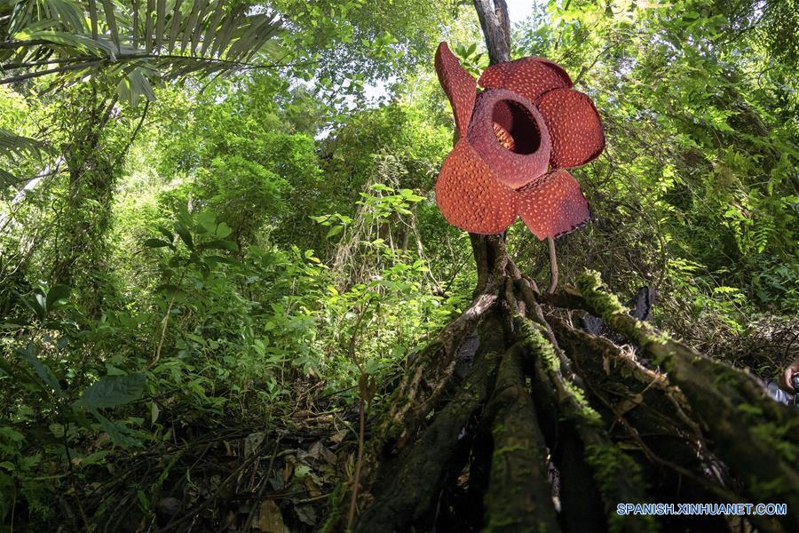 INDONESIA-SUMATRA OCCIDENTAL-RAFFLESIA 