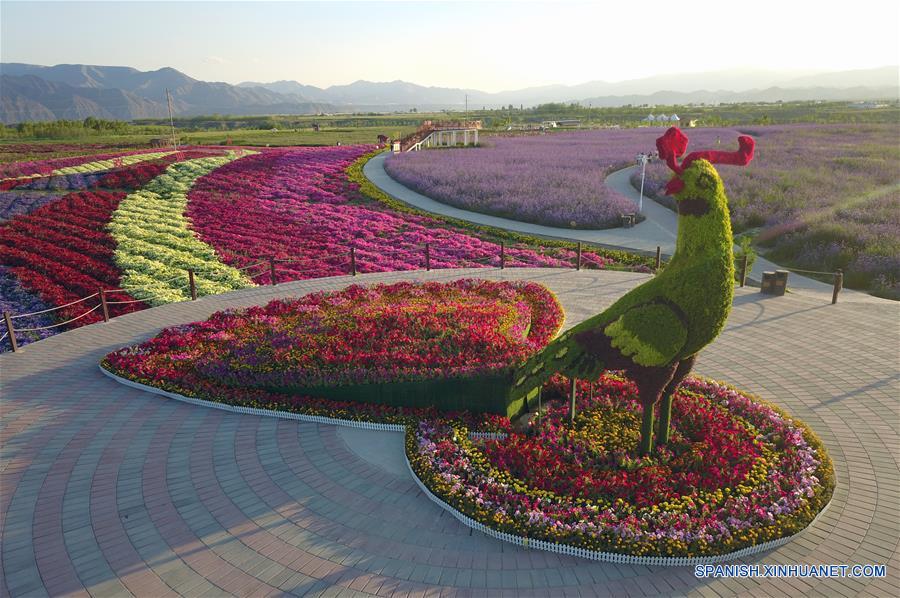 Campos de flores en ciudad de Baiyin, provincia de Gansu |  
