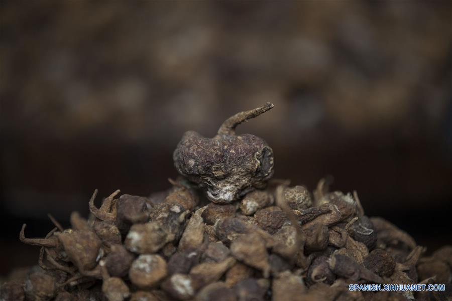 PERU-LIMA-MACA