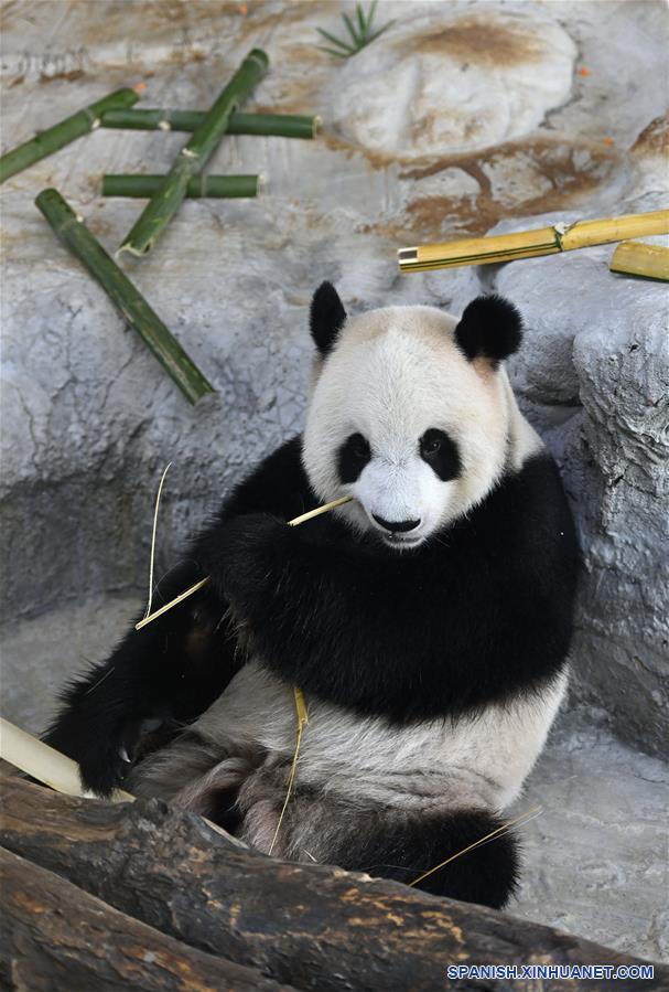 CHINA-HAINAN-PANDAS GIGANTES-CUMPLEAÑOS