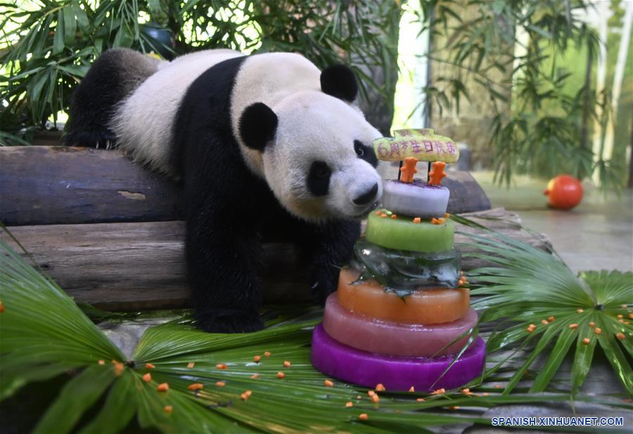 CHINA-HAINAN-PANDAS GIGANTES-CUMPLEAÑOS