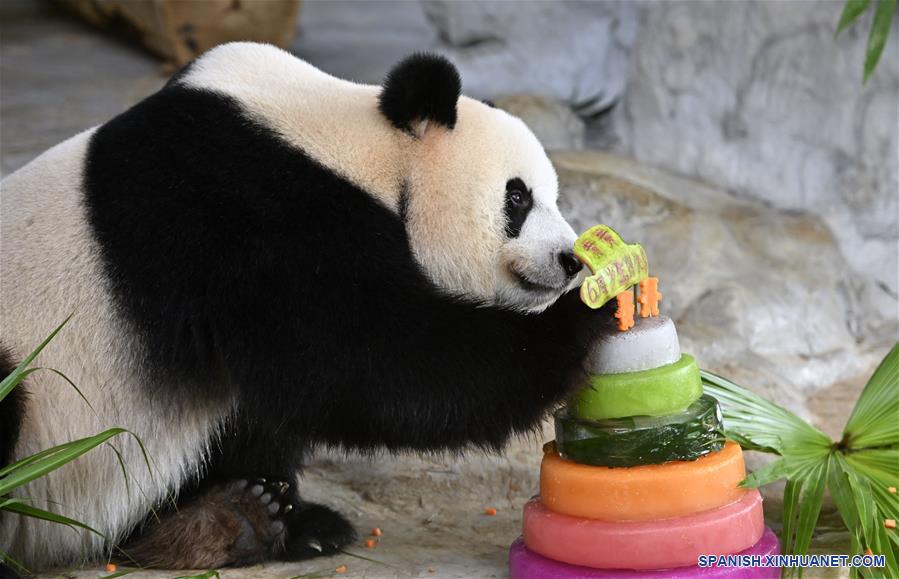 CHINA-HAINAN-PANDAS GIGANTES-CUMPLEAÑOS