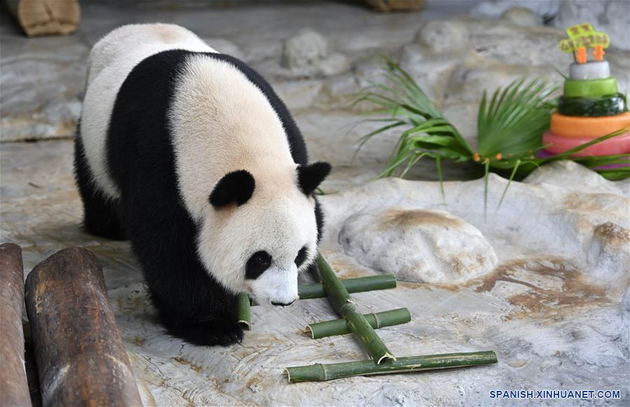 CHINA-HAINAN-PANDAS GIGANTES-CUMPLEAÑOS