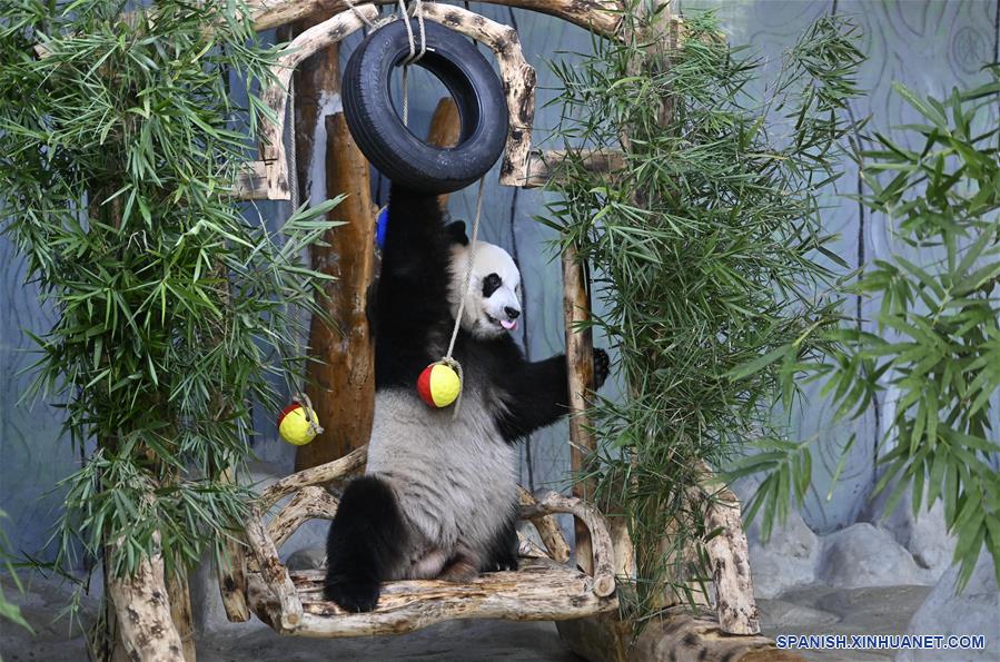 CHINA-HAINAN-PANDAS GIGANTES-CUMPLEAÑOS