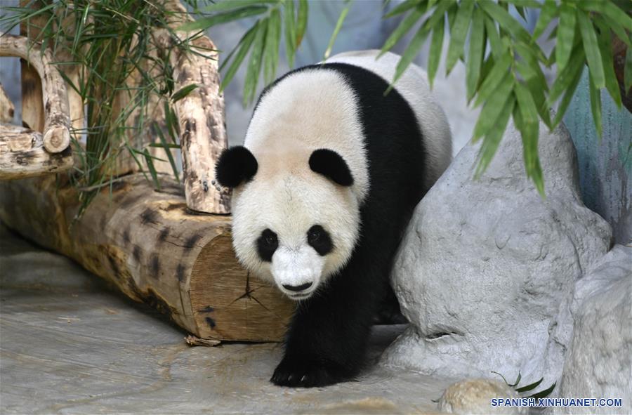 CHINA-HAINAN-PANDAS GIGANTES-CUMPLEAÑOS
