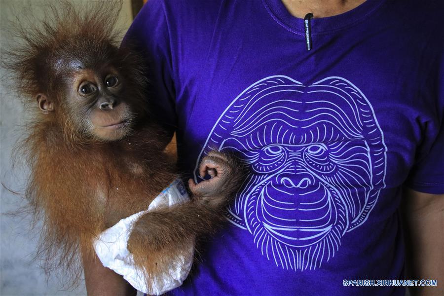 INDONESIA-ACEH DEL OESTE-DIA MUNDIAL DEL ORANGUTAN 