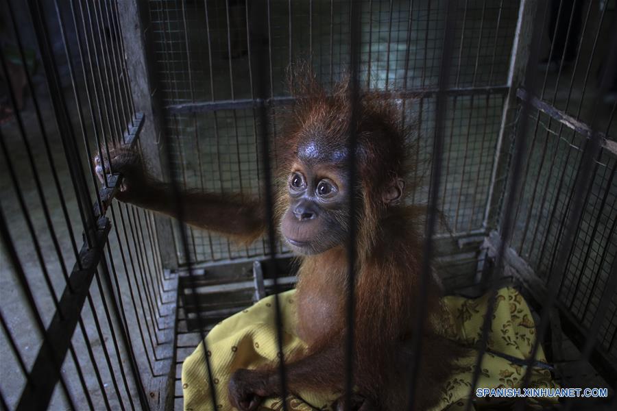 INDONESIA-ACEH DEL OESTE-DIA MUNDIAL DEL ORANGUTAN 