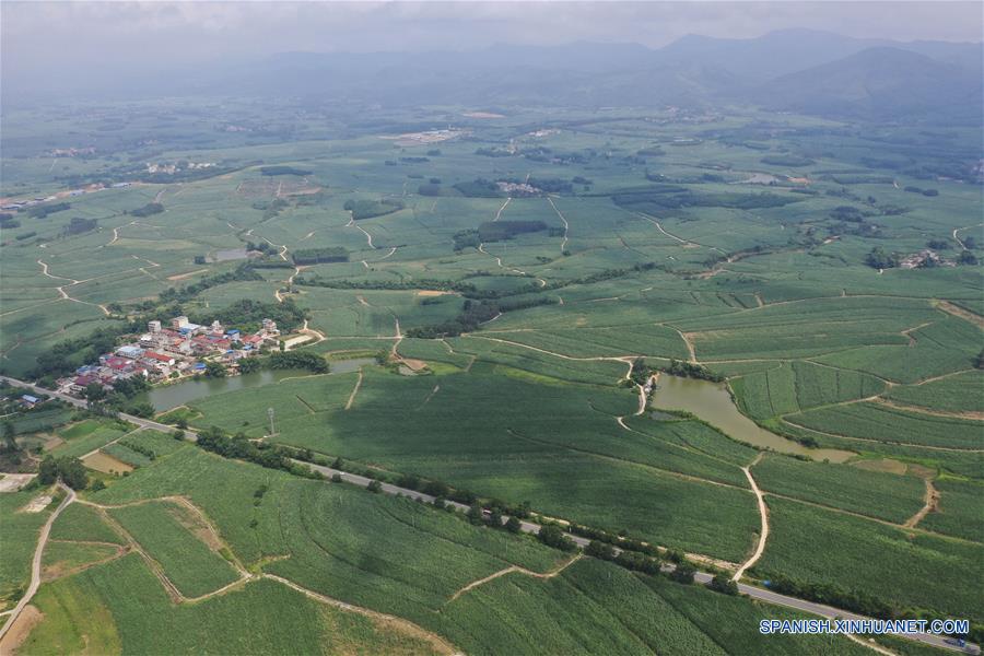 CHINA-GUANGXI-CAMPOS DE CAÑA DE AZUCAR