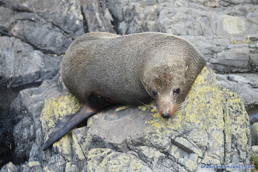 NUEVA ZELANDA-WELLINGTON-ANIMALES