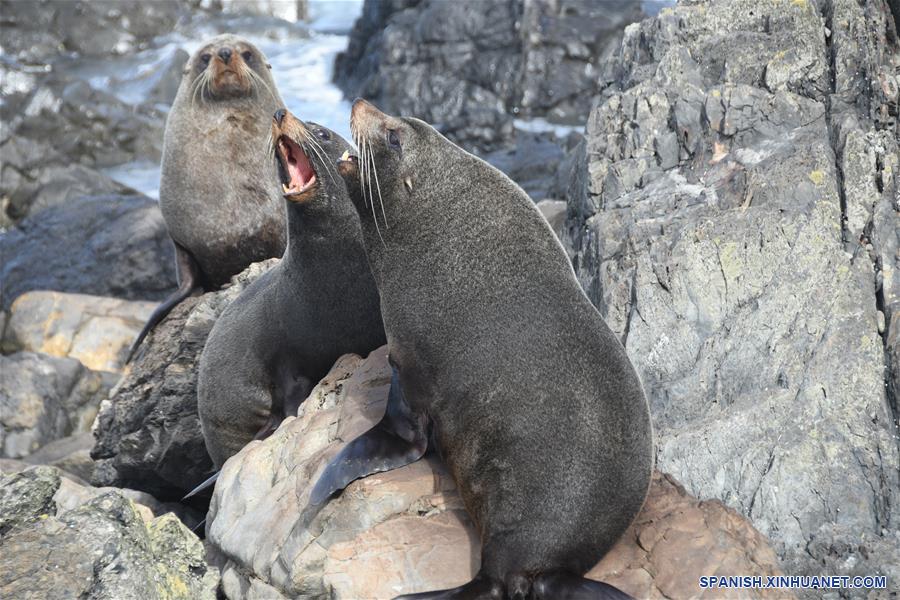 NUEVA ZELANDA-WELLINGTON-ANIMALES