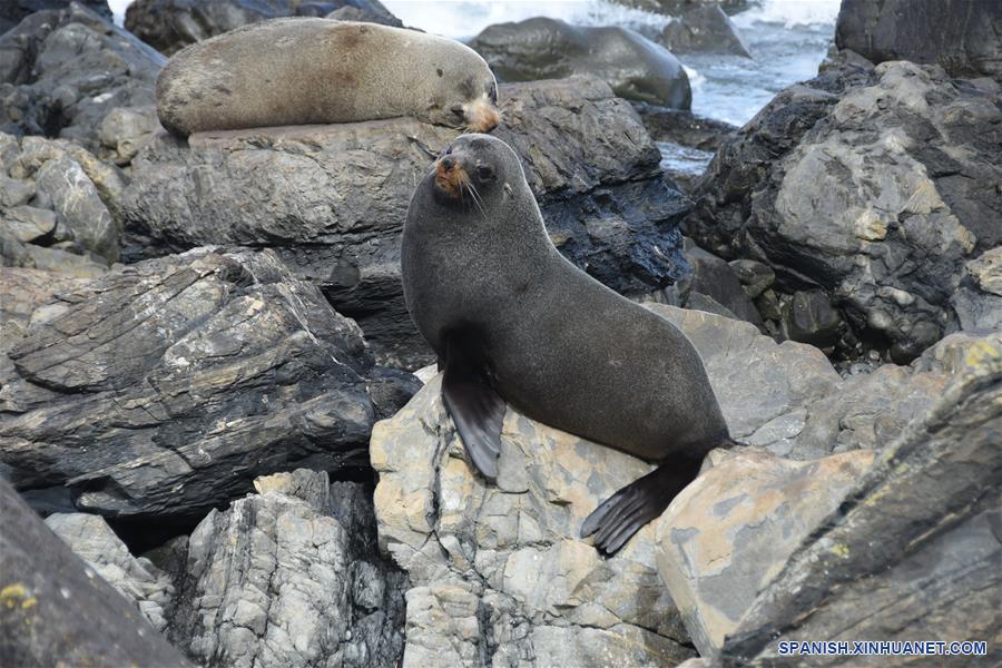 NUEVA ZELANDA-WELLINGTON-ANIMALES