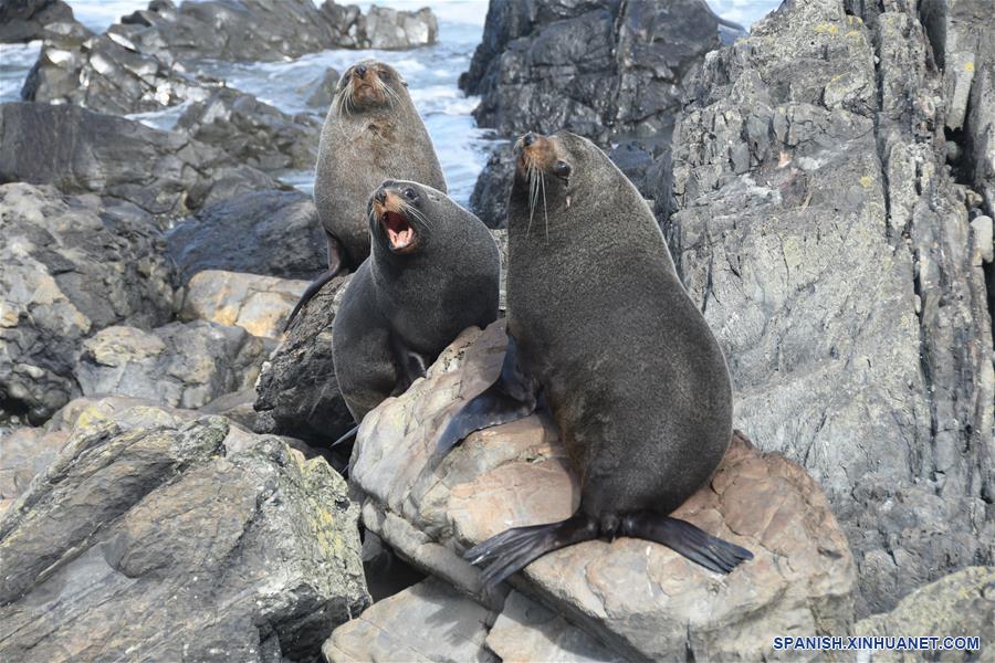 NUEVA ZELANDA-WELLINGTON-ANIMALES