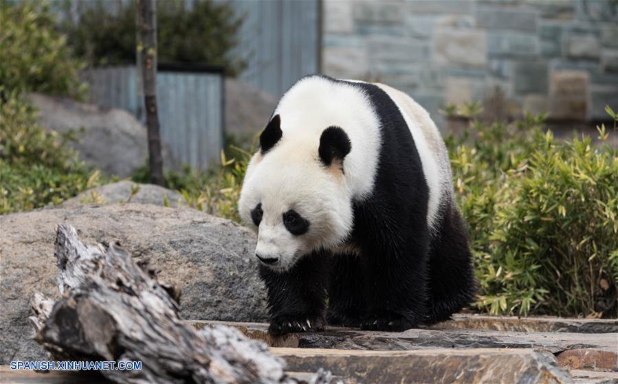 AUSTRALIA-ADELAIDA-PANDAS GIGANTES-CUMPLEAÑOS