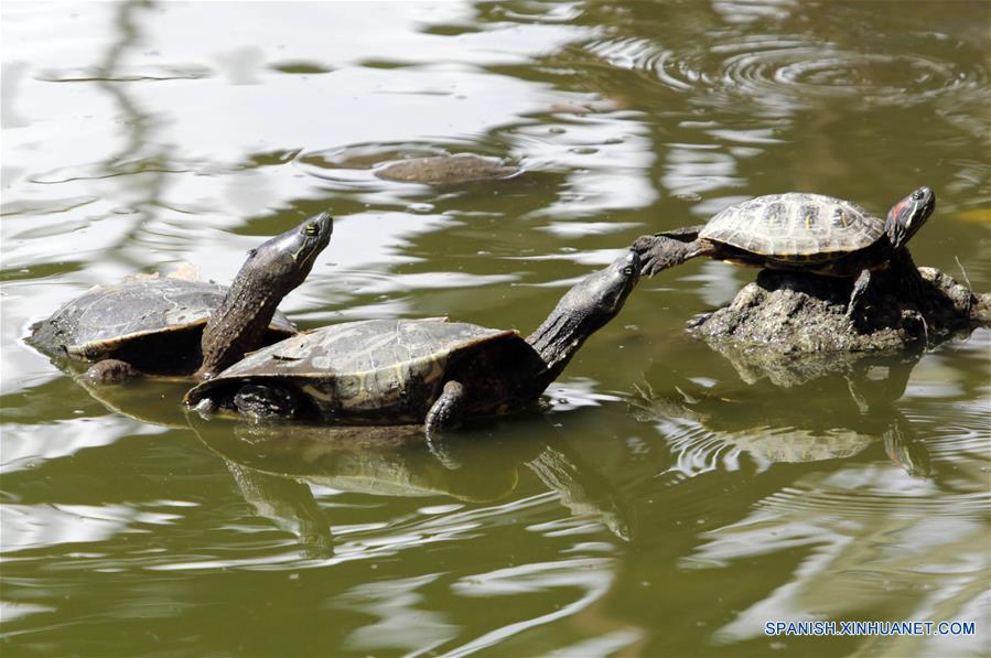 HONDURAS-SANTA LUCIA-TORTUGAS