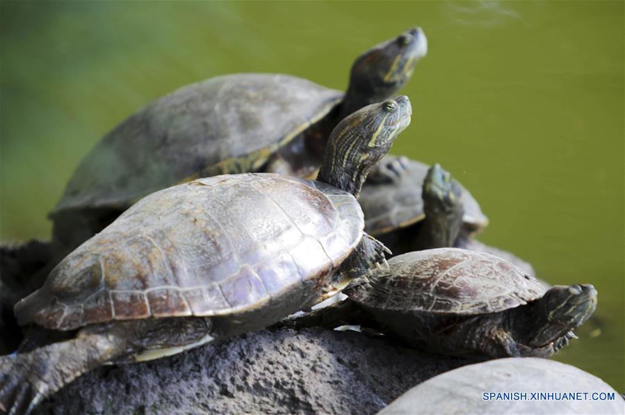 HONDURAS-SANTA LUCIA-TORTUGAS