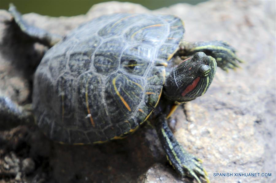 HONDURAS-SANTA LUCIA-TORTUGAS