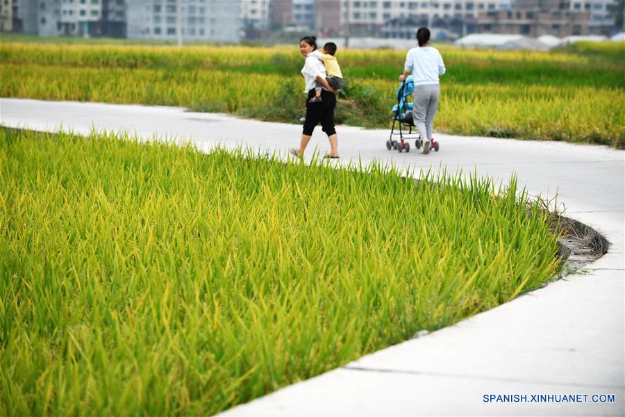 CHINA-GUIZHOU-CAMPOS DE ARROZ-TERRENO ATERRAZADO