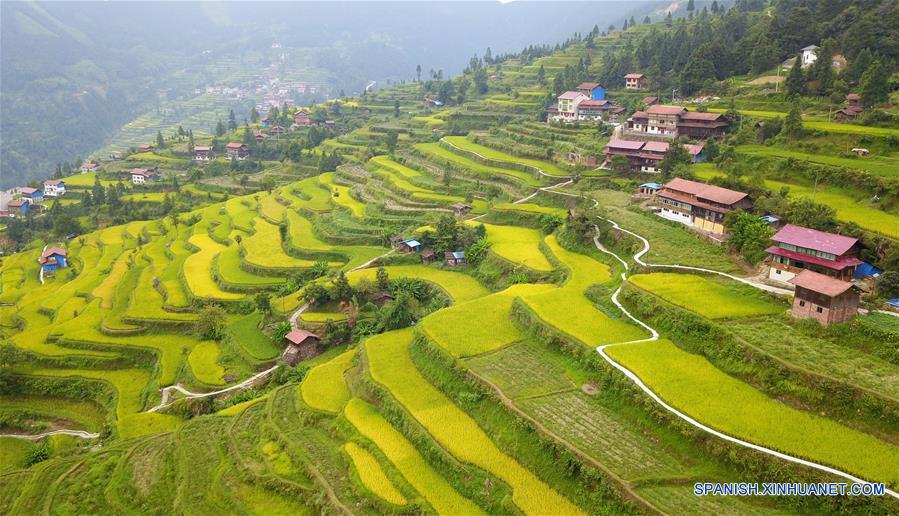 CHINA-GUIZHOU-CAMPOS DE ARROZ-TERRENO ATERRAZADO