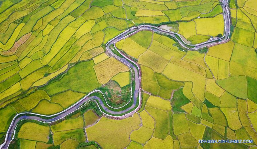 CHINA-GUIZHOU-CAMPOS DE ARROZ-TERRENO ATERRAZADO