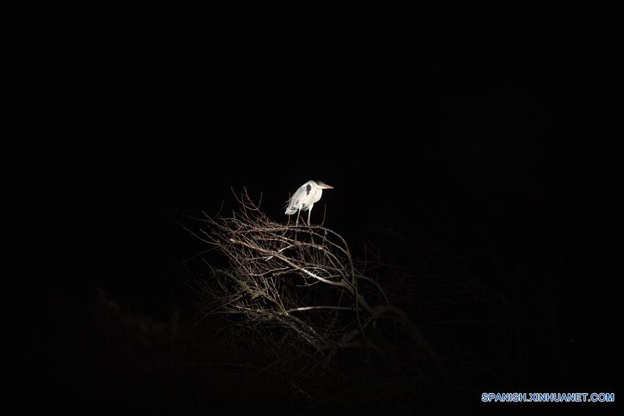 ARGENTINA-CORRIENTES-ESTEROS DEL IBERA-SERIE
