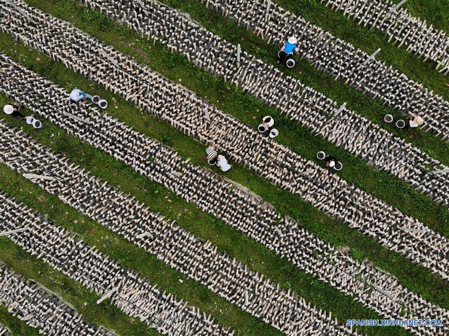 CHINA-BIJIE-FESTIVAL DE LA COSECHA