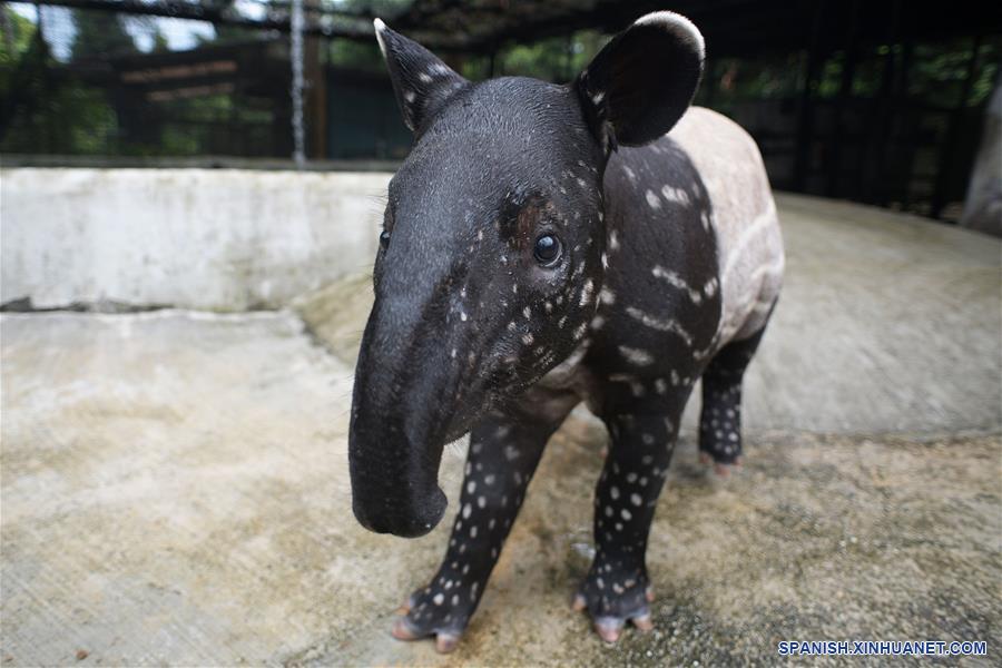 SINGAPUR-SINGAPUR-ANIMALES-TAPIR DE MALASIA