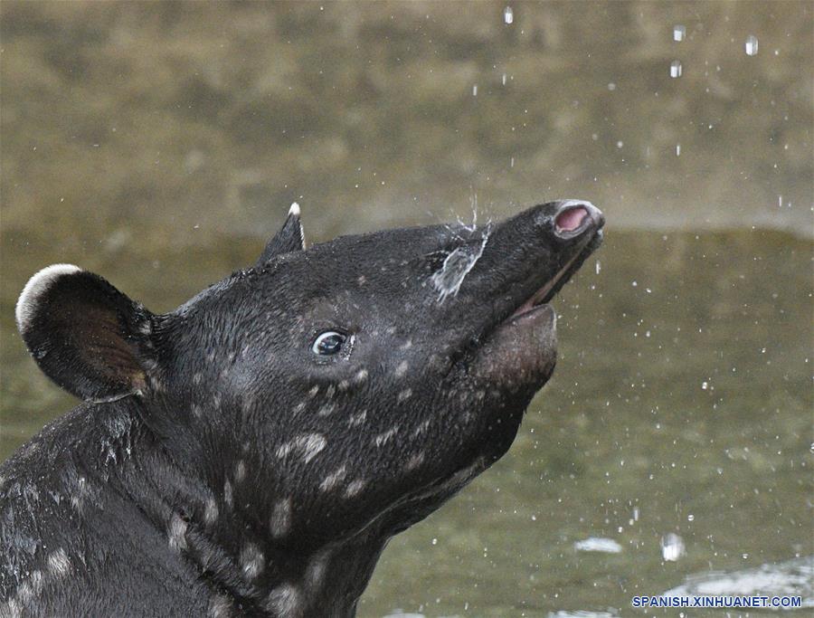 SINGAPUR-SINGAPUR-ANIMALES-TAPIR DE MALASIA