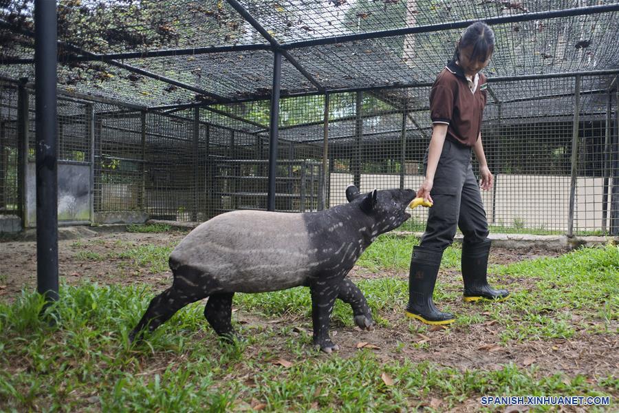 SINGAPUR-SINGAPUR-ANIMALES-TAPIR DE MALASIA