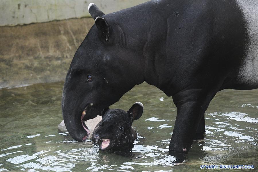 SINGAPUR-SINGAPUR-ANIMALES-TAPIR DE MALASIA