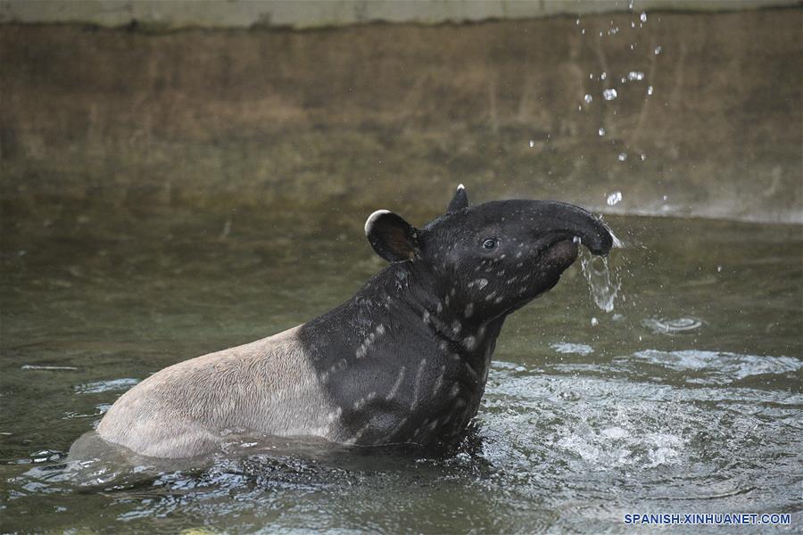 SINGAPUR-SINGAPUR-ANIMALES-TAPIR DE MALASIA