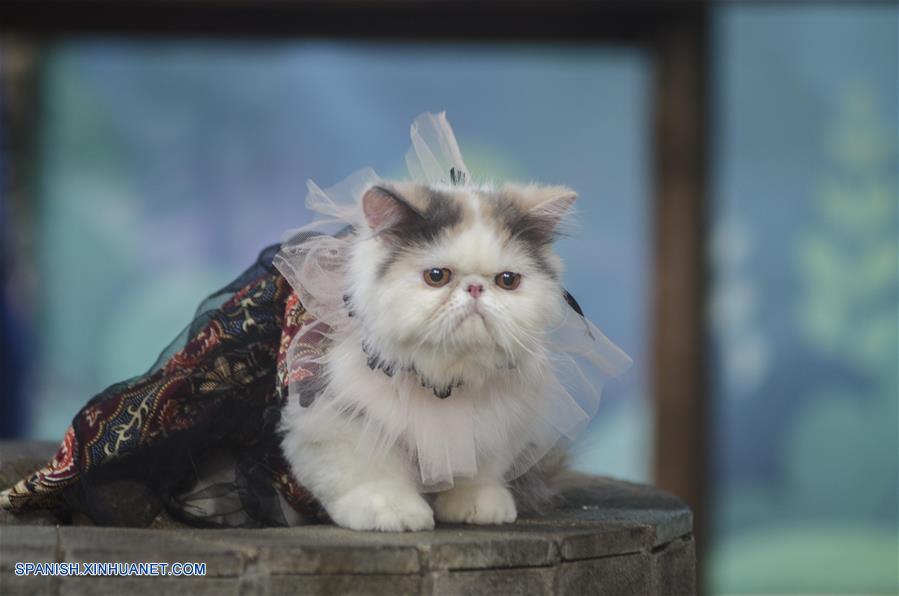 mareado Dictadura Ingenioso Indonesia: Concurso de disfraces de gatos durante el festival Flora y Fauna  | Spanish.xinhuanet.com