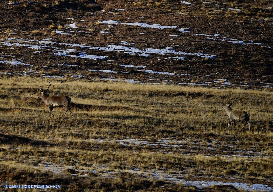 CHINA-QINGHAI-GOLOG-FAUNA