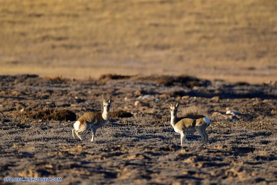 CHINA-QINGHAI-GOLOG-FAUNA