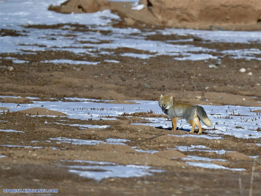CHINA-QINGHAI-GOLOG-FAUNA