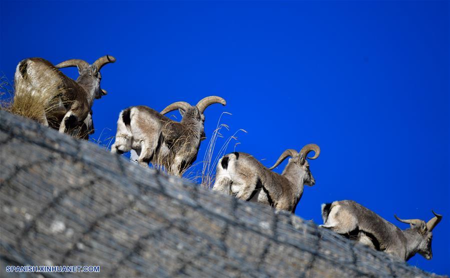 CHINA-QINGHAI-GOLOG-FAUNA
