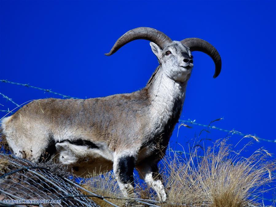 CHINA-QINGHAI-GOLOG-FAUNA