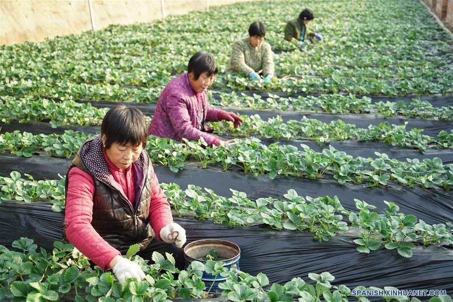 CHINA-HEBEI-LUANZHOU-AGRICULTURA-PRODUCCION