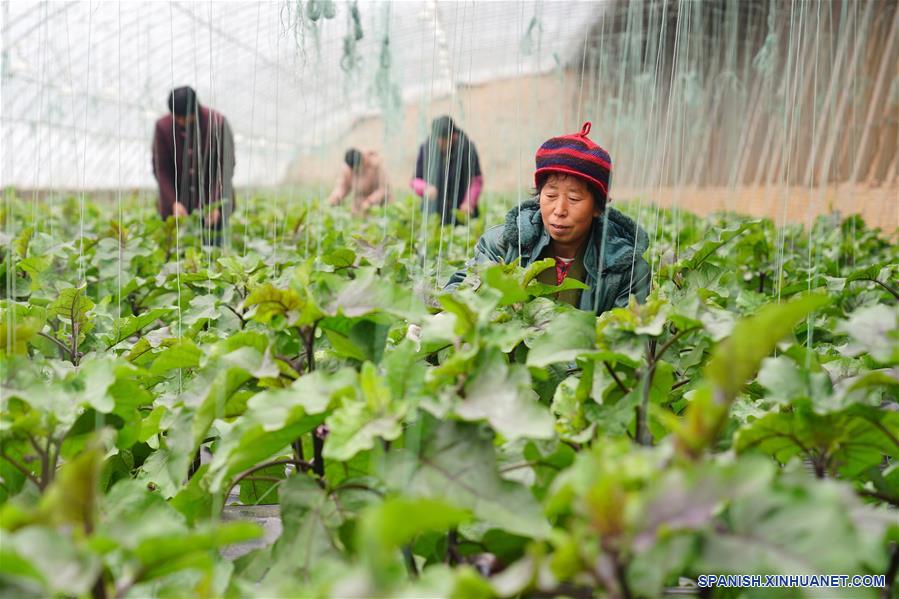 CHINA-HEBEI-AGRICULTURA
